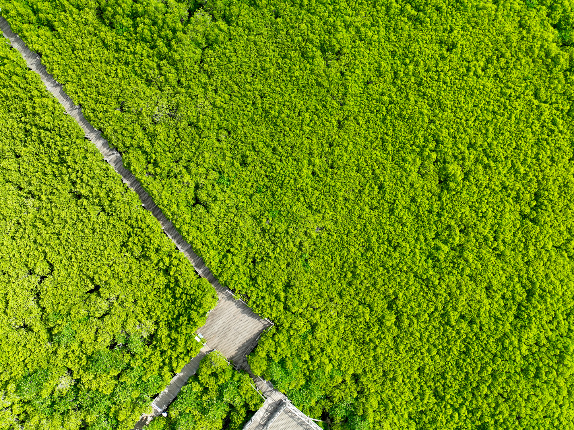 Lush green mangrove forest. Carbon sequestration and blue carbon ecosystem services. Critical